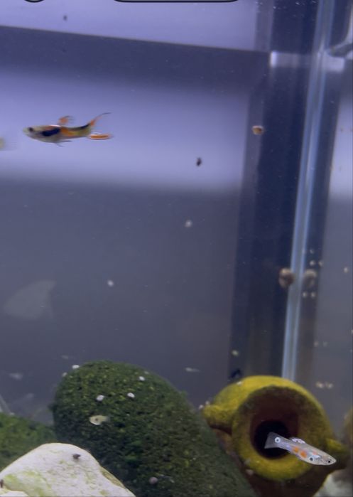 Guppys Endler - Apenas Machos