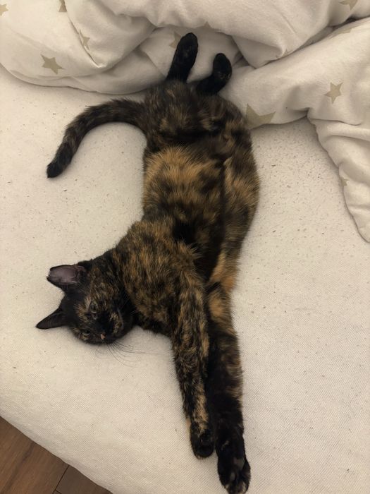 Opieka nad zwierzetami bydgoszcz