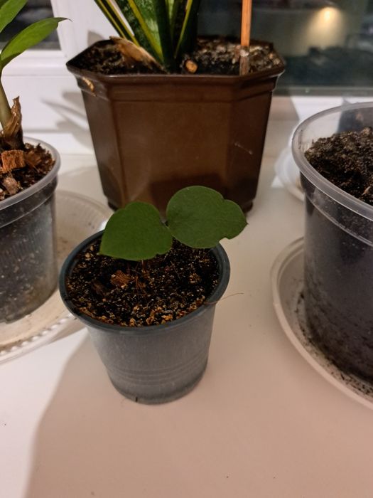 Продаєця заміакулькас сансіверія