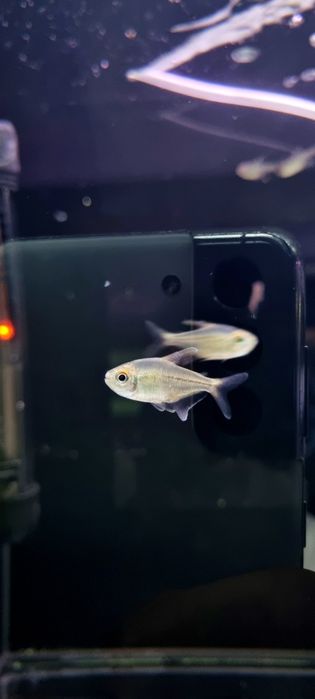 Błyszczyk brylantowy (tetra diamentowa)