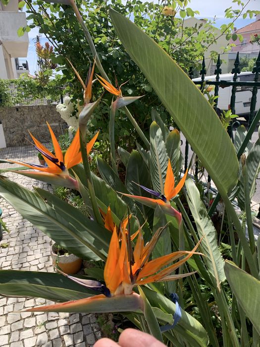 20 sementes de estrelicia