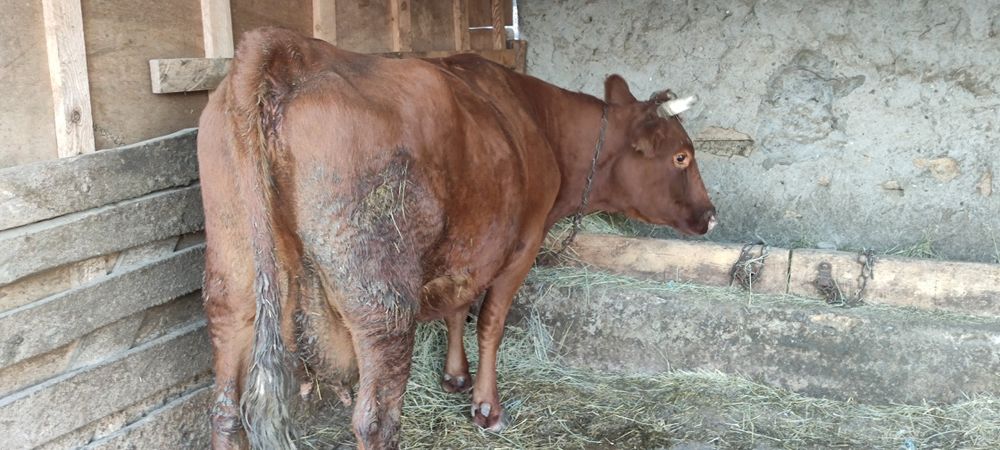 Продам корову на хозяйство