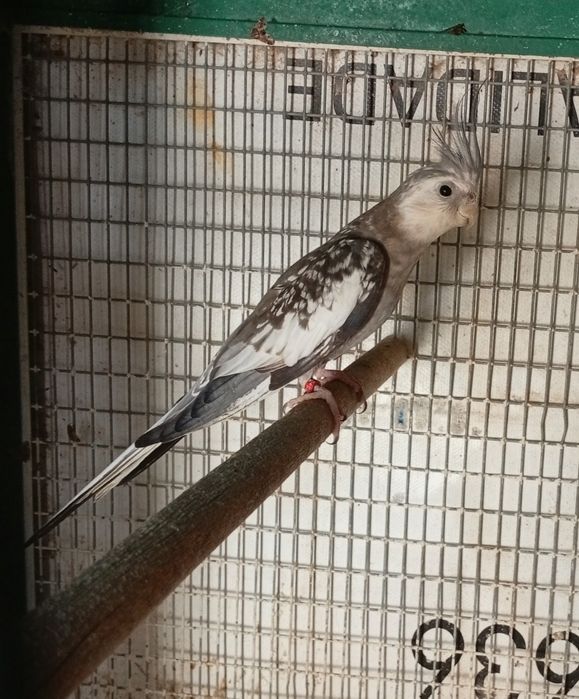 Caturra macho bonito