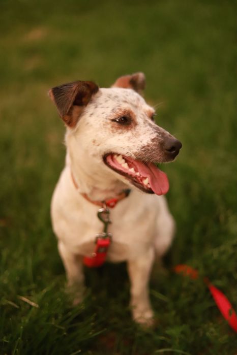 Bystry, mądry samiec w typie jakc russel terier poleca się do adopcji