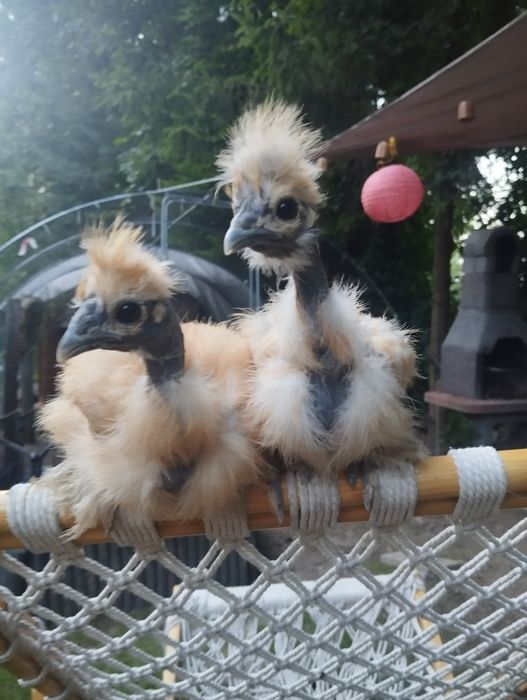 Kury ozdobne Silka, Białoczub holenderski,czubatka Padewska Dowóz