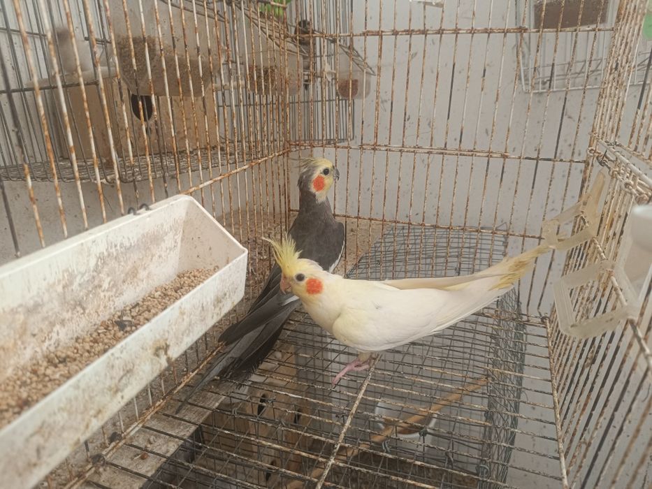 2  machos de caturras