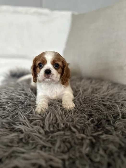 Cavalier King Charles