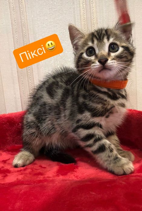 Бенгальські кошенята