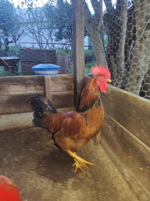 Galo jovem para mudar de capoeira