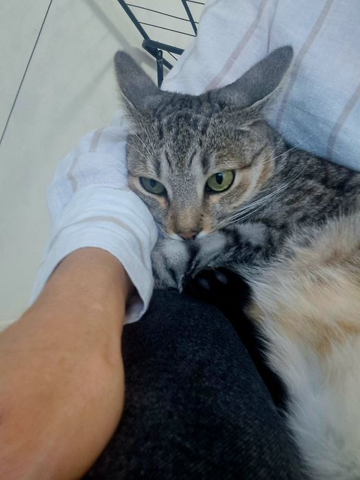 Котик , вік три роки