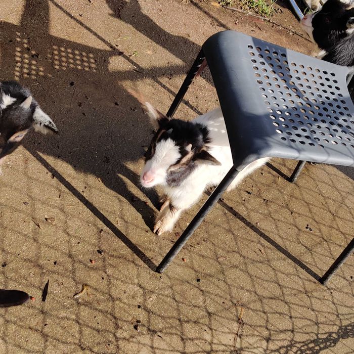 Cabritos anões filhotes com 2 meses