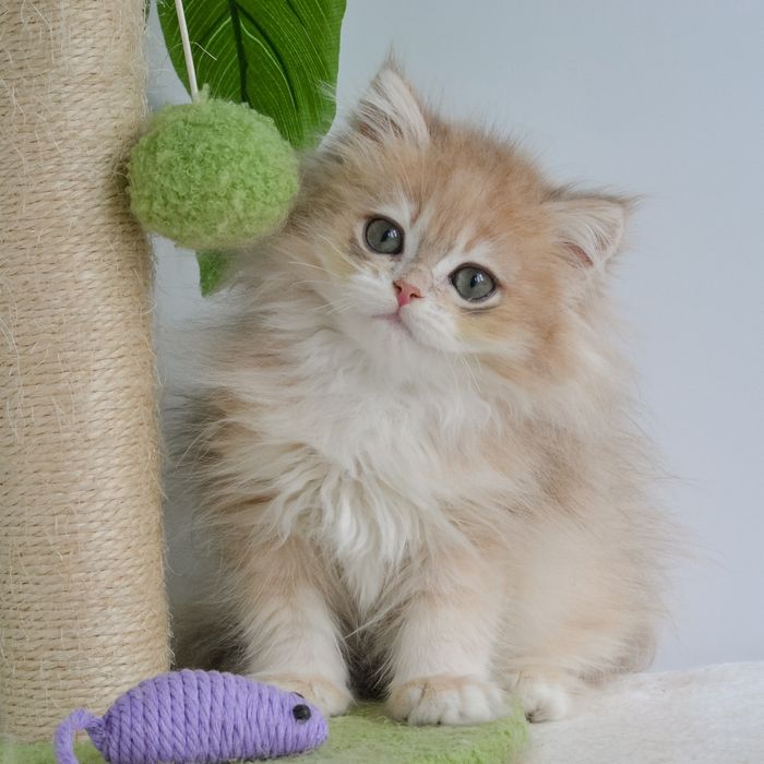 Київ. Котик в блаkитнoму зoлoті