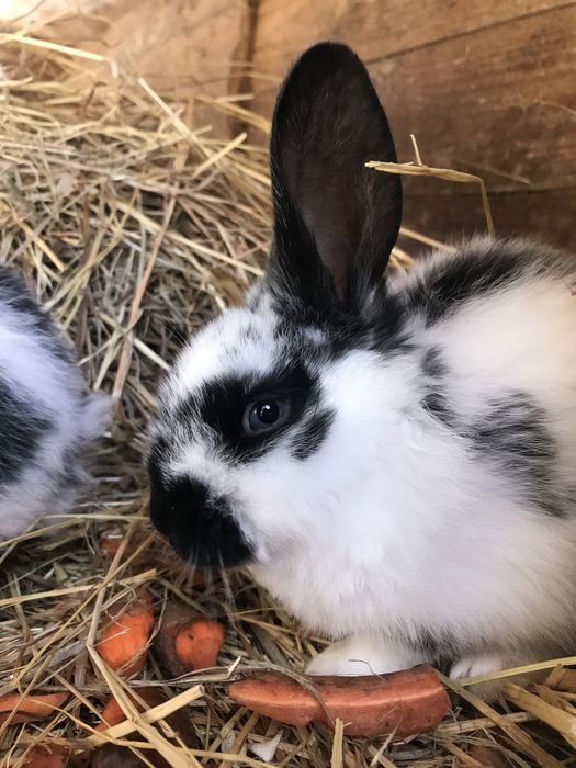 Króliczki mieszańce