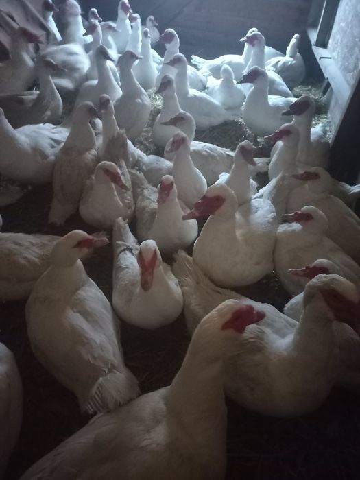 Мускусні індокачури та індокачечки німецької лінії