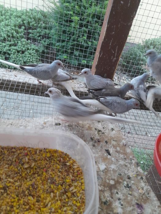 Gołąbki diamentowe