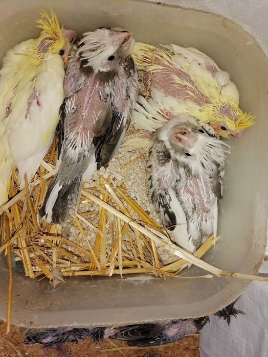 Vendo rossicollis bebés