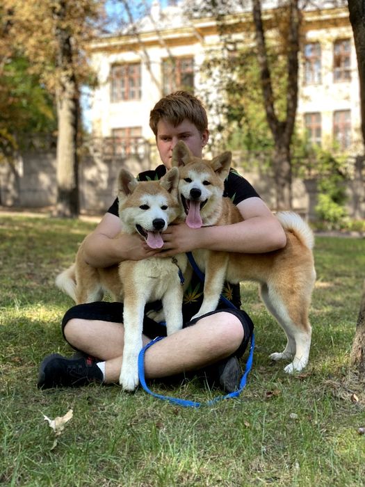 Цуценята акіта іну,  японська акіта, Хатіко