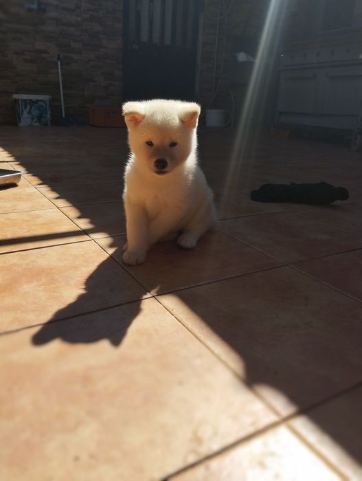 Akita inu japonês c/ lop