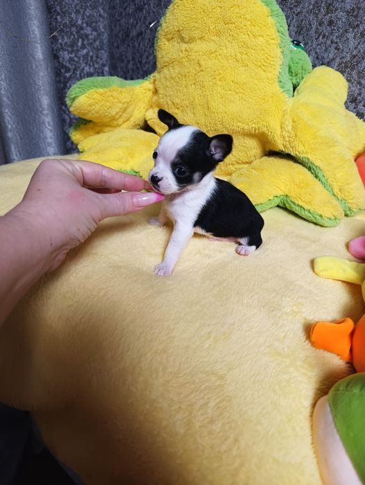 Кукольные мальчики чихуахуа