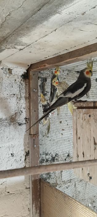 Nimfa dorosłe ptaki