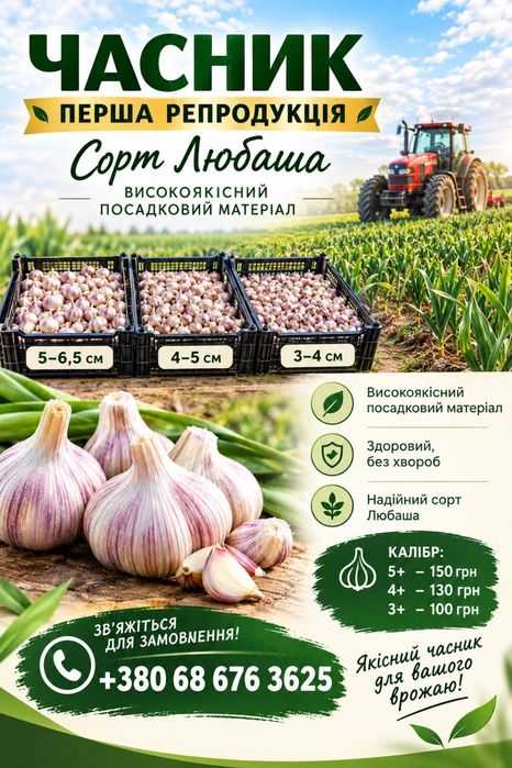 Часник Любаша перша репродукція часник на посадку часник насіння часник посадковий