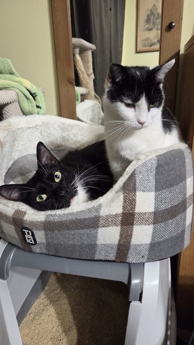 Dwupak kotów do adopcji