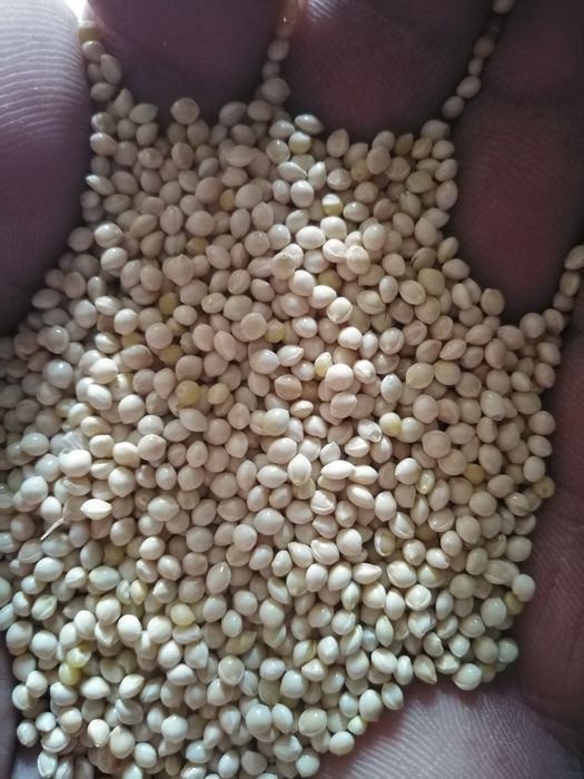 Proso czerwone białe żółte zielone i czarne