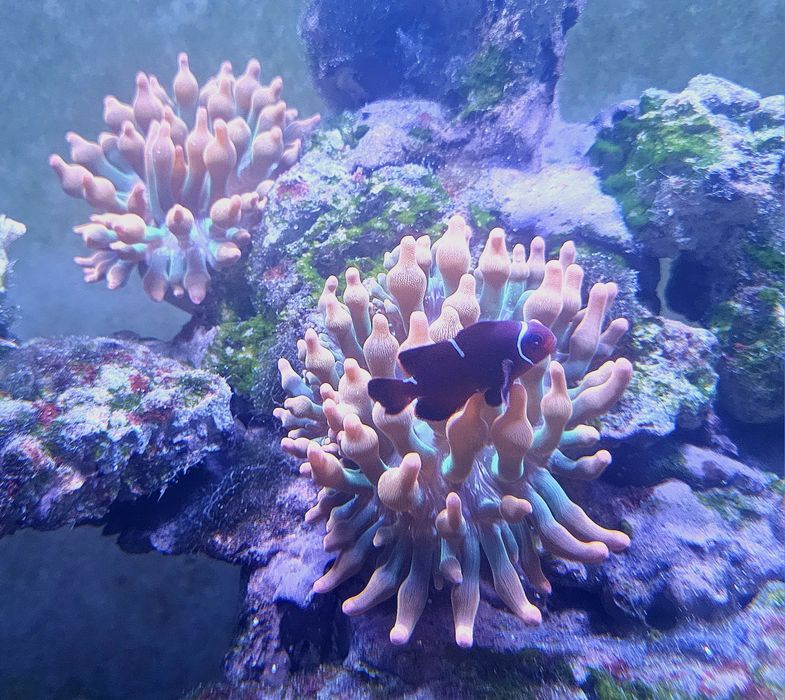 Pack vários peixes agua salgada