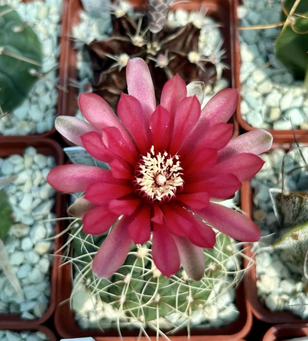 Ґрунт грунт суміш земля для кактусів сукулентів: кокос перліт цеоліт