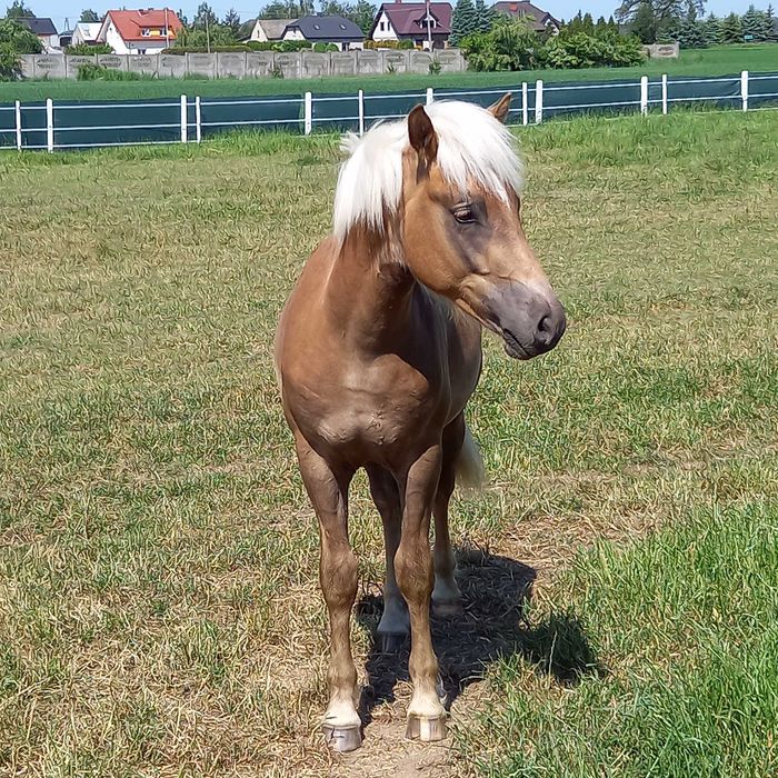 Stanowka krycie ogierem rasy haflinger Bary