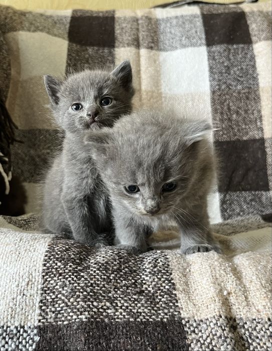 Кошенята шукають дім