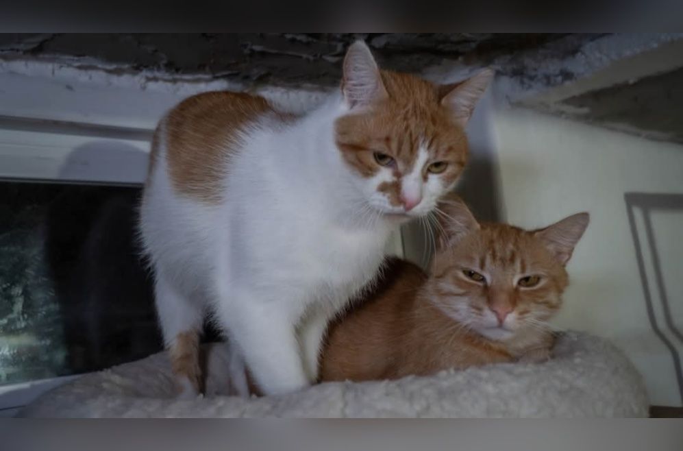Cudowne kociaki szukają domku!