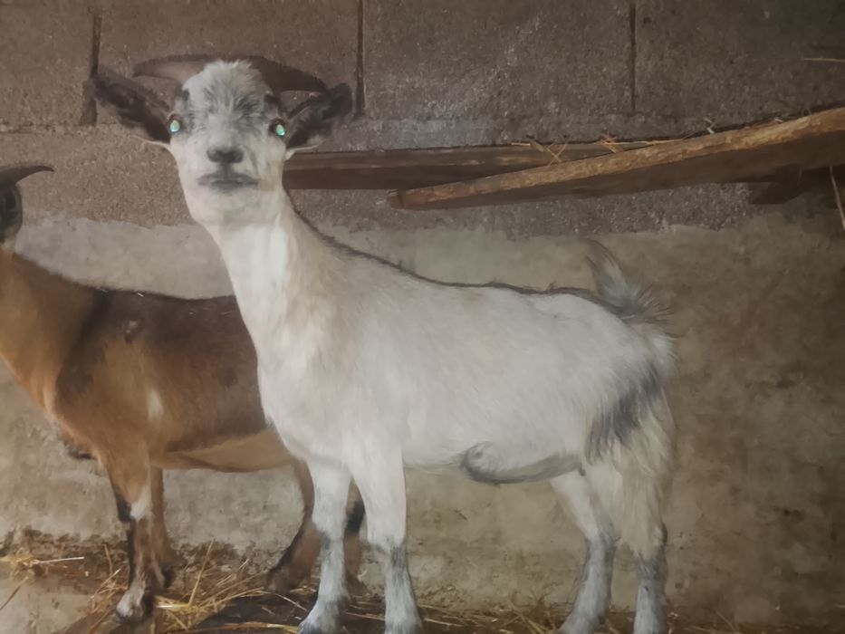 5 Cabras anãs meigas
