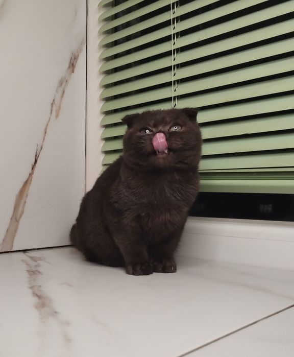 Чистокровна шотландська принцеса з ВАКЦИНАЦІЄЮ