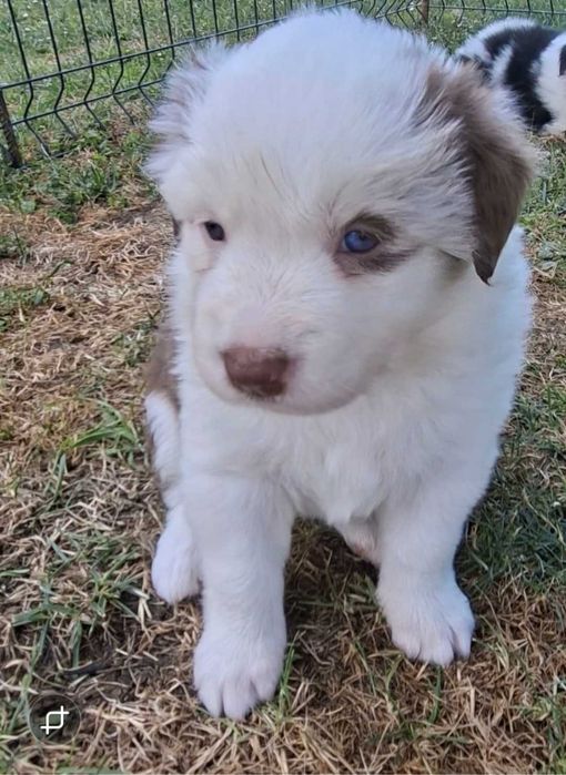 Border Collie-biało-brązowa suczka-rezerwacja