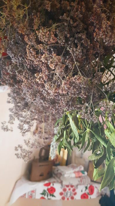 Омела собранная мною