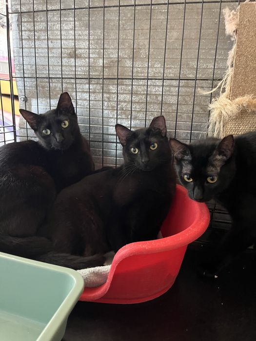 3 Manas para Adoção!