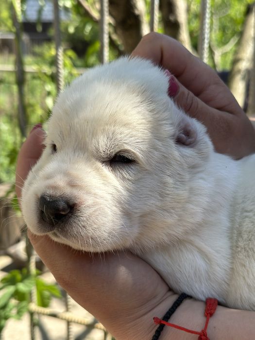 Среднеазиатская овчарка