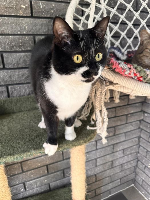 Моніка, кішка стерилізована, чудовий характер