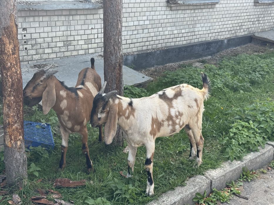 Продам англо-нубійських козликів