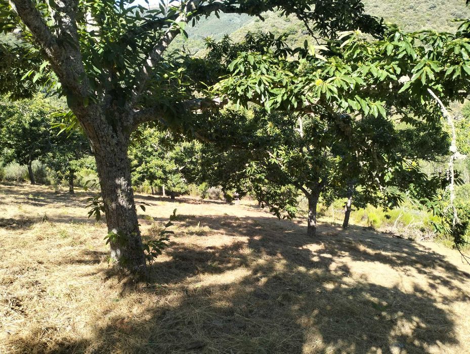 Limpeza de terrenos