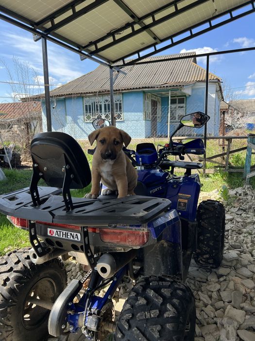 Продаю Квадроцикл Форте афн 150 про