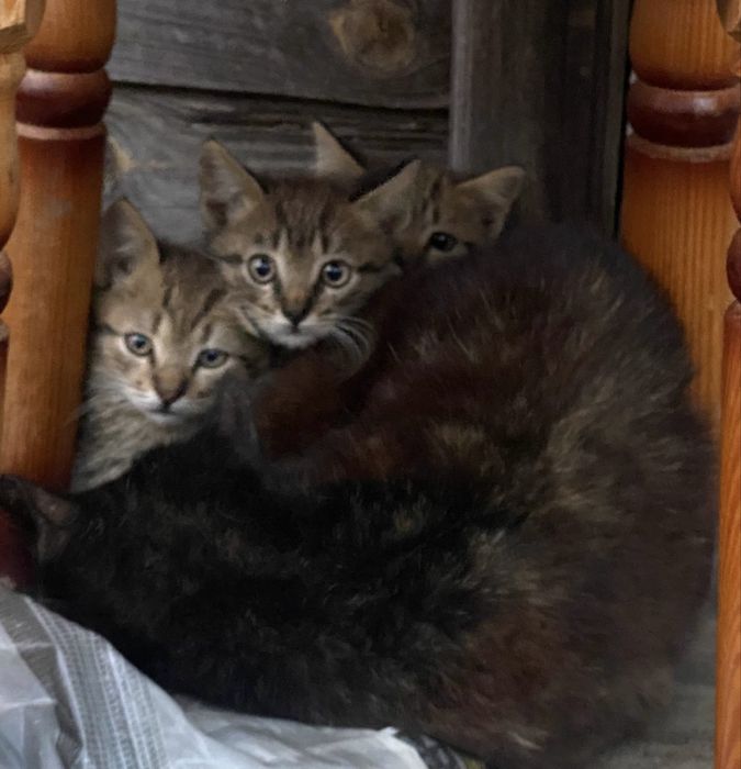Кошенята шукають дім
