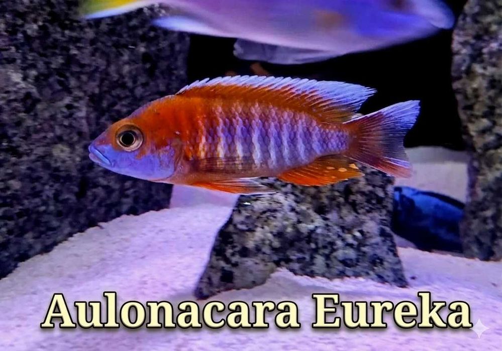 Aulonacara Eureka 5cm Hodowla Pyszczaków Toruń, Pyszczaki najwyższa jakość