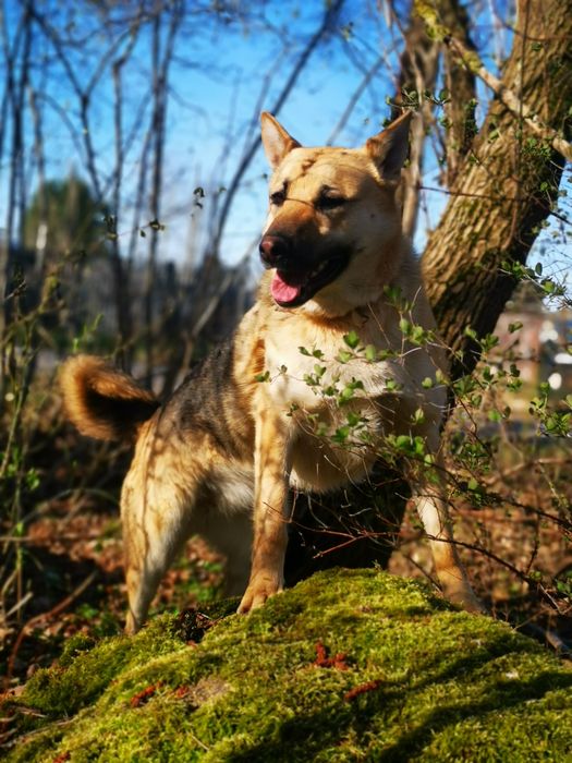 Róża - młoda suczka w typie owczarka niemieckiego szuka domu