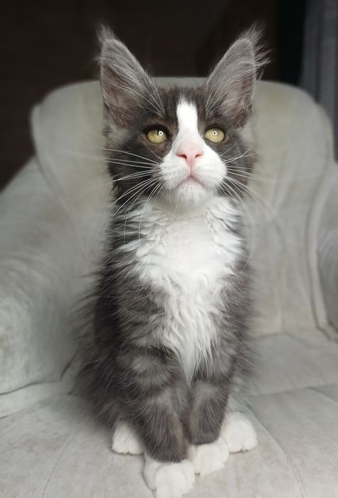 Maine Coon kocurek ns09