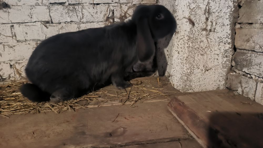 Sprzedam króliki barany francuskie niebieskie