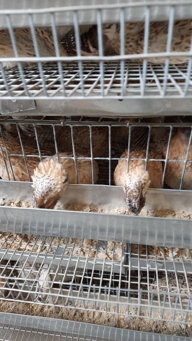 Перепела породы  золотистый феникс  1.5 мес.