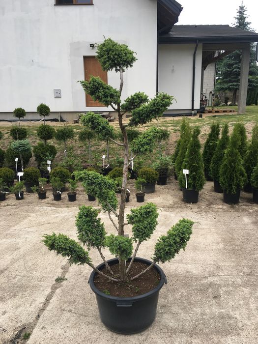 Jałowiec bonsai (juniperus squamata blue alps)