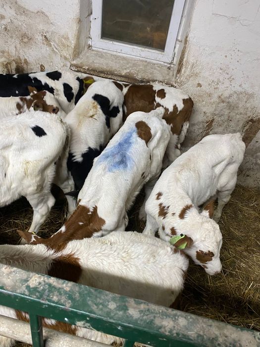 Sprzedam cielaki różne rasy